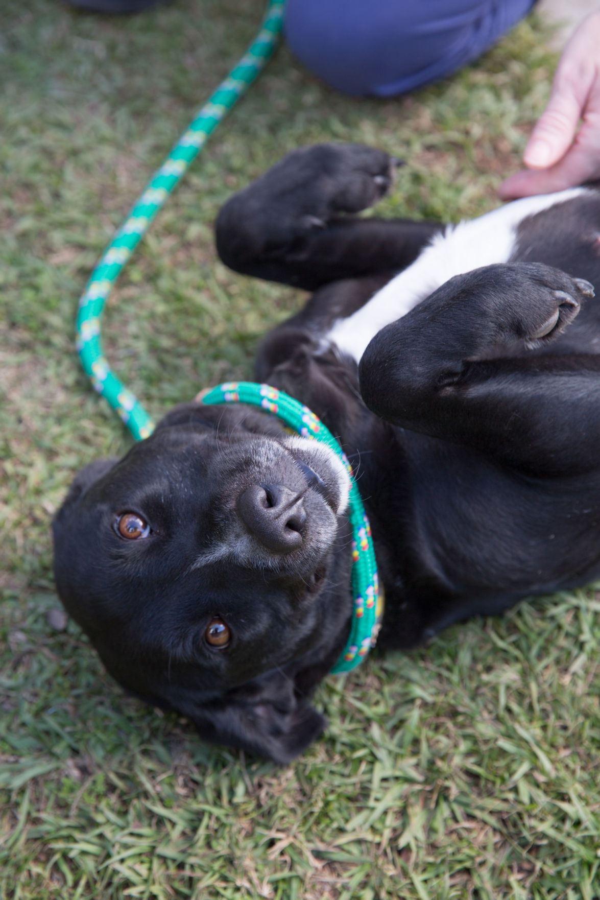 paws-012717-pawscausephotos